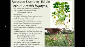 Image result for Fabaceae subfamily Papilionoideae