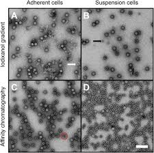 Image result for Black 1996 AAV