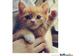 Image result for hi meme