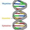 What other nitrogen base does adenine pair with? Https Encrypted Tbn0 Gstatic Com Images Q Tbn And9gcscmcryf57i0k2eus9vt8y Fvhy5hade2lcess67wtkpe7lmdpd Usqp Cau