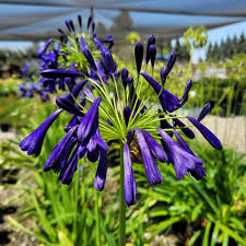 Image result for Ellipanthus