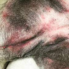 Because Every Dog Matters Dog Skin Allergies Dog Skin Remedies Dog Allergies