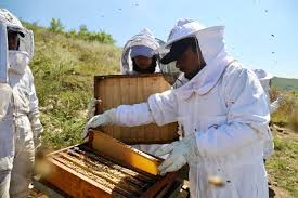 APIARIOS DE VETERINARIA UABJO, UN PROYECTO DE IMPACTO SOCIAL Y AMBIENTAL *  Cerca de 60 colmenas en tres apiarios en Valles Centrales y Costa * La FMVZ  cuenta con miel 100% natural,