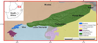 Image result for Pavetta catophylla