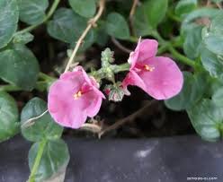 Image result for ostruhatka