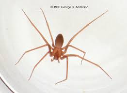 Maybe you would like to learn more about one of these? Ohio S Biting Spiders Spidersrule