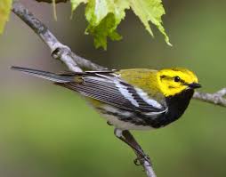 Pale Yellow Bird With Black And White Wings Black Throated Green Warbler Setophaga Virens Bird Life List Bird Watching Green