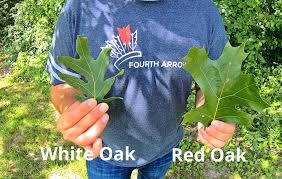 Image result for white oak leaf