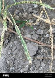 Image result for Panicum pectinellum