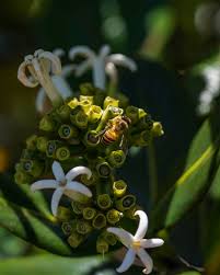 Image result for Gaertnera