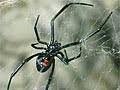 40 it was great to see you at the party. Black Widow Spider Bite