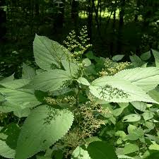 Image result for Laportea ovalifolia