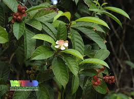 Image result for Tetracera alnifolia