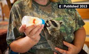In the u.s., 90% of all rabies cases occur in wildlife. Don T Help Injured Baby Raccoons Alabama Edict Angers Those Who Love Them The New York Times