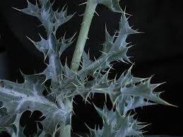 Image result for Argemone ochroleuca