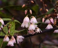 Images of pink flowering shrub identification. Shrubs