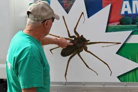 Keep pests out of your home for good! Thousands Of Brown Recluse Spiders Force Family From Upscale Missouri Home Deseret News
