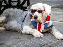 4th of July Pet Safety