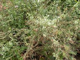 Image result for Pouchetia baumanniana