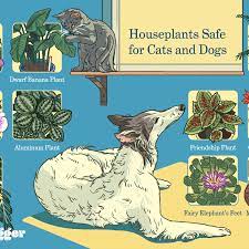 January 10, 2020 / by callie. 15 Houseplants That Are Safe For Cats And Dogs