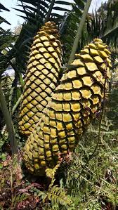 Image result for Encephalartos villosus