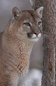Mountain Lion Portrait Science And Nature Big Cats Mountain Lion Wild Cats