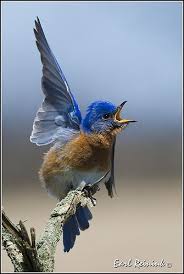 Bluebird Eastern 0559 Nature Birds Blue Bird Beautiful Birds