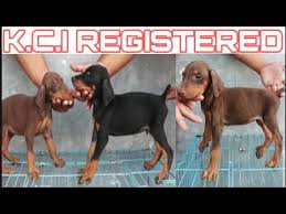 Find well behaved and socialized doberman puppy price in india. K C I Registered Doberman Puppies Available For Sale Top Quality Jsk Pets Youtube