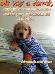 Mejores 40 Imagenes De Buenas Noches Chistosas Mejores Imagenes Puppies In Pajamas Cute Animals Golden Retriever Puppy