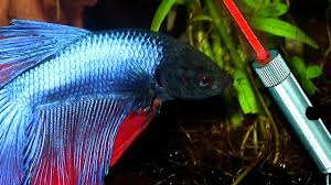 Betta Verses Laser Pointer Laser Pointer Betta Betta Fish