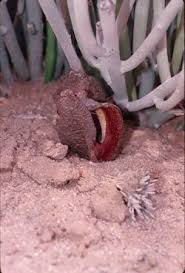 Image result for Hydnora