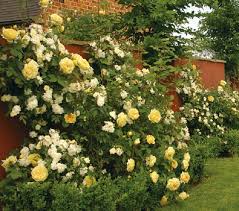 Maybe you would like to learn more about one of these? Each Little World David Austin S Romantic Roses