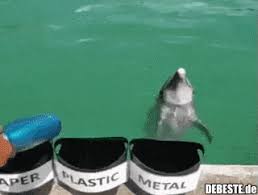 Oko Delfin Lustige Bilder Spruche Witze Echt Lustig