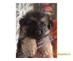 German shepherd puppy price in patna. German Shepherd Price In Patna German Shepherd Puppy In Patna