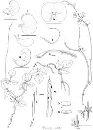 Image result for Macrotyloma daltonii