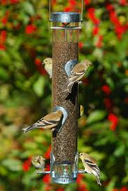 Droll Yankees Ring Pull Silver Thistle Bird Feeder 1 Lb Capacity 20 In Finch Feeders Bird Feeders Black Oil Sunflower Seeds