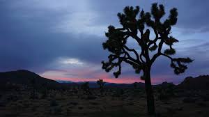 Oct 30, 2018 · download the official nps app before your next visit national park service u.s. Why It Takes So Long For Joshua Trees To Grow
