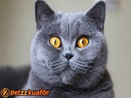 Kedi Kuaforu Fiyatlar