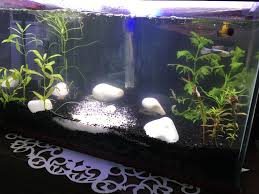 Baslangic Low Tech Akvaryum Taban Ve Bitki Kurulum