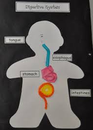 My Kids Love Making This Science Art Project It S An Accordion Book Featuring 6 Of The Body Sys Science Art Projects Body Systems Digestive System For Kids