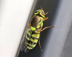 コガタ ノ ミズアブ