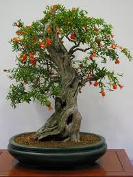 You can easily grow these trees in pots, for this, you select a terracotta container. Pomegranate Bonsai Tree Care Guide Punica Granatum Bonsai Tree Gardener