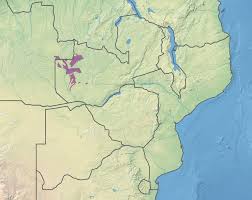 Image result for Cryptosepalum exfoliatum