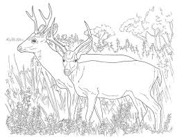 Download and print these free deer coloring pages for free. Deer Coloring Pages Printable Coloring Home