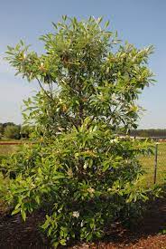 We did not find results for: Pic Of The Day Magnolia Virginiana Var Australis Green Shadow Magnolia Virginiana Green Shadow Shade Trees