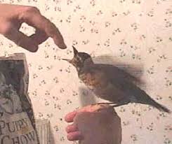 We took it into our family and fed it every 15 minutes. Feeding Baby Birds Wildlife Watch