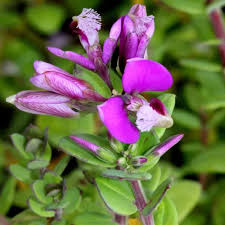 Image result for Polygala stenopetala