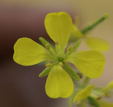 Image result for Brassica juncea