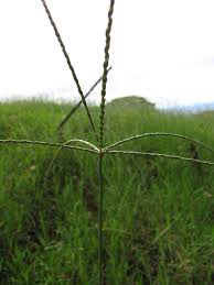 Image result for Cynodon nlemfuensis