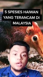 0 ratings0% found this document useful (0 votes). 5 Haiwan Yang Hampir Pupus Tiktokmalaysia Tiktok Fyp Foryoupage Funfact Education Animals Tiger Shouldbeme Top5